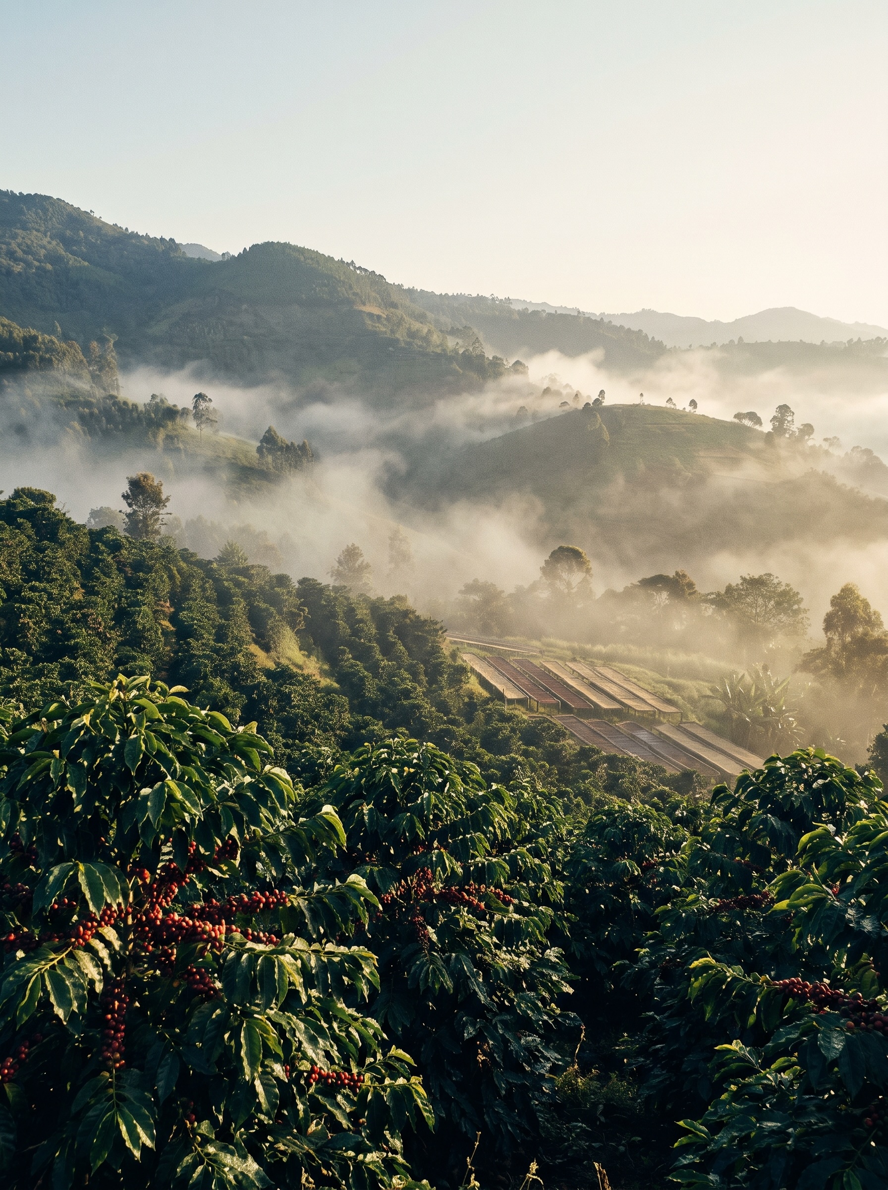 에티오피아 아리차 커피 산지의 고산지대 풍경